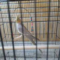 عروس هلندی جوان و سرحال