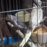 2عدد عروس هلندی نروماده