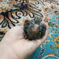 جوجه عروس هلندی 1ماهه