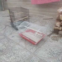 قفس مرغ عشق قناری