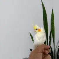 عروس هلندی سفید