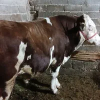 گاو نر|حیوانات مزرعه|ترکمانچای, |دیوار