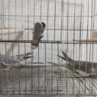 دوتا عروس هلندی
