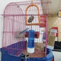 جفت مرغ عشق زیبا و سرحال