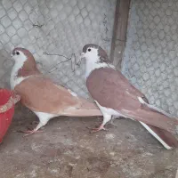 کفتر ساده کلاغدم هم جفتگاه هم پرش