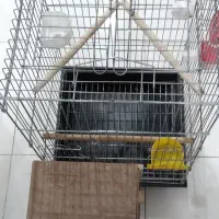 قفس عروس هلندی