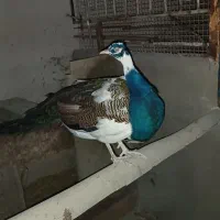 طاوس نر هندی ومصری