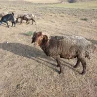 قوچ افشاری تیز