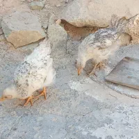 مرغ|حیوانات مزرعه|سقز, |دیوار