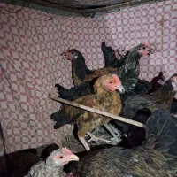 مرغ کرک وخروسک