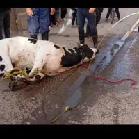 خریدوفروش گاو گوساله گوسفند شکسته