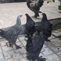 مرغ وخروس برهما بلک پاتریج