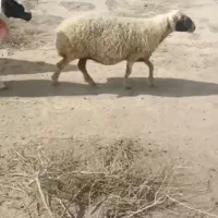 فروش میش