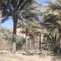 تولیدی نخل
