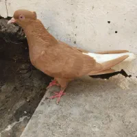 زردم سفید کاکلی خال سیاه دار ماده