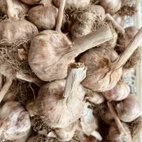 سیر دستچین درشت