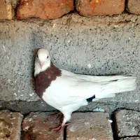 کلفه مایا