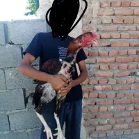 مرغ و خروس لاری