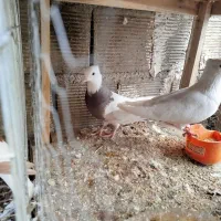 ماده طوقی سرکه ای معاوضه با دورگ دوری