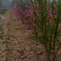 باغچه  سند دار  قطعه 500 متری