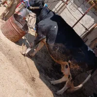 گاو سالم و سرحال