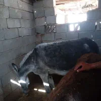 الاغ ماده