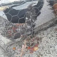خروس اذان گو وجوجه مرغ جوان