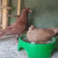 جفت زرد و سرخ کاکلی کرمونی