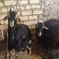 ۱۰عدد بزغاله نر جفتی ۴۵کیلو
