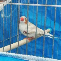 فنچ **|پرنده|شاهین‌شهر, خانه کارگر|دیوار