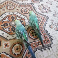 یک جفت مرغ عشق
