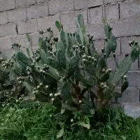 فروش انواع گل