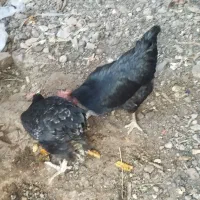 مرغ