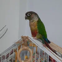 گرینچیک|پرنده|کرج, اصفهانیها|دیوار