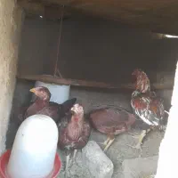 لاری