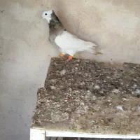 کبوتر طوقی