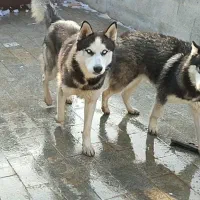 جفت هاسکی مالاموت آماده جوجه