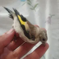 سهره