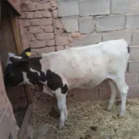 گوساله ماده هلشتاین