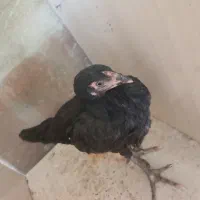 خروس لاری اصیل