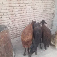 فروش گوسفند