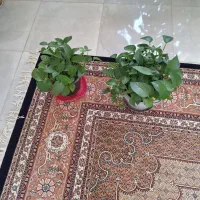 پتوس|گل و گیاه طبیعی|بجنورد, |دیوار