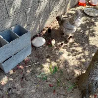 مرغ سلطان باجوجه
