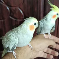 یک جفت نرو ماده عروس هلندی سخنگو دستی باقفس