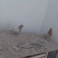 کفتر زرد خطی کاکلی پرشی