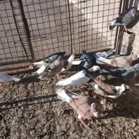 کبوتر|پرنده|اردبیل, |دیوار