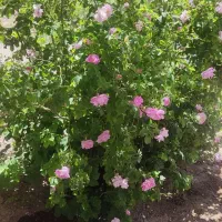 ویلایی بزرگ دوخوابه انباری 15 قصب شمالی