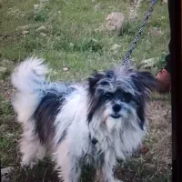 سگ شیتزو تریر اصیل