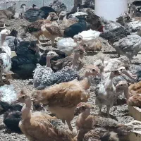 جوجه ملگر(گردن لخت)