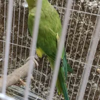 ملنگو ماده